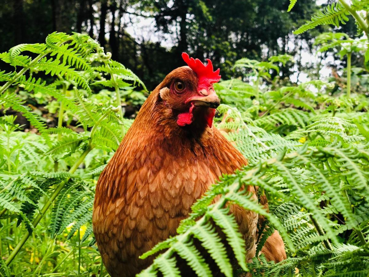 Quinta Pereirinha Farm - A Private 3 Bedroom Vacation Home, Close To Hiking W Ocean Views - Pico Island, Azores São Roque do Pico Εξωτερικό φωτογραφία